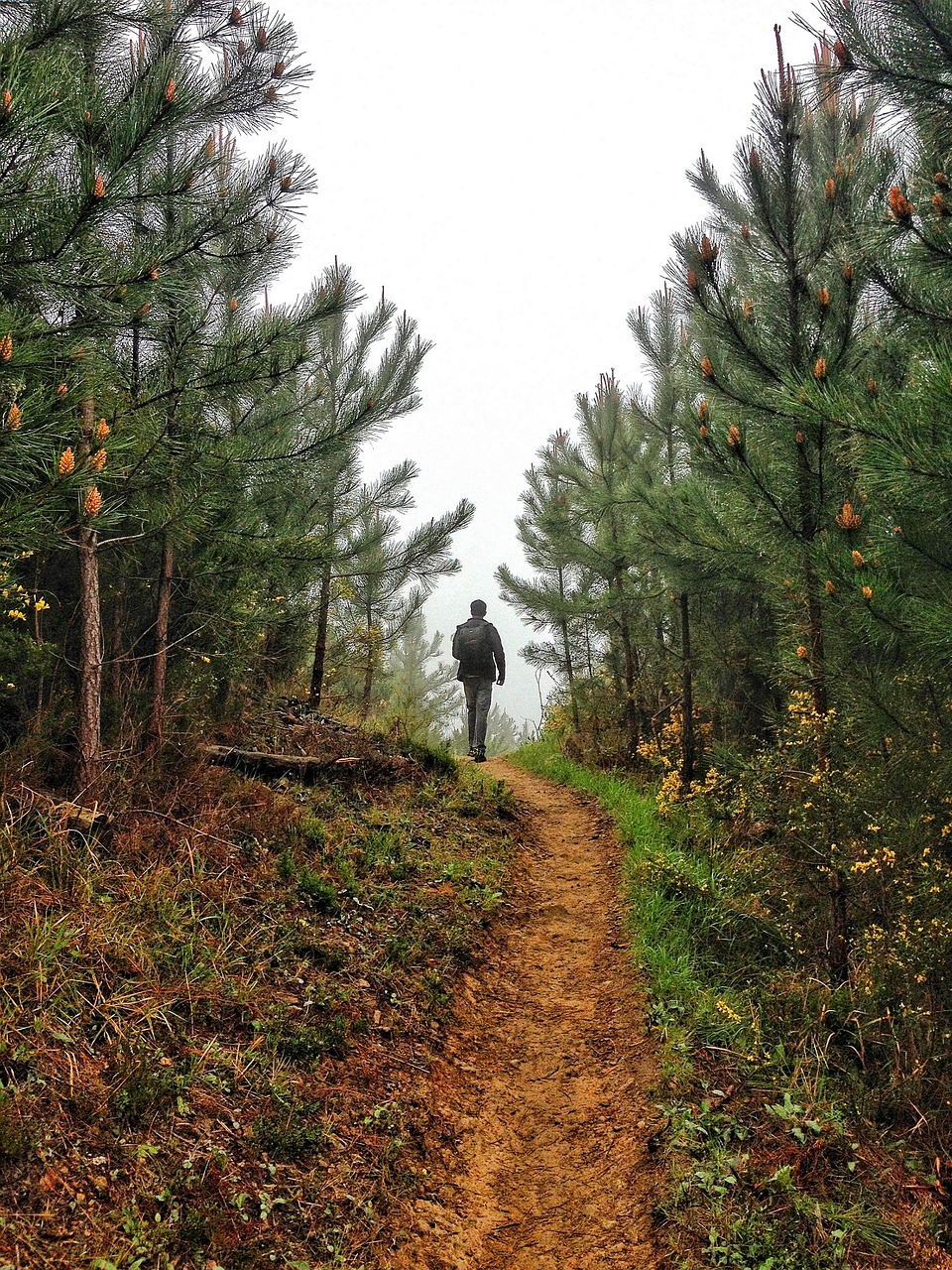 Human Performance A walking trail through a forest
