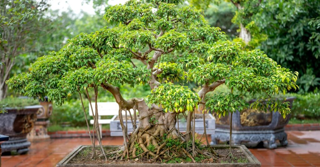 A beautifully shaped bonsai tree displayed in a serene outdoor garden, showcasing lush greenery.
